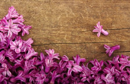 木板上的紫丁香花瓣