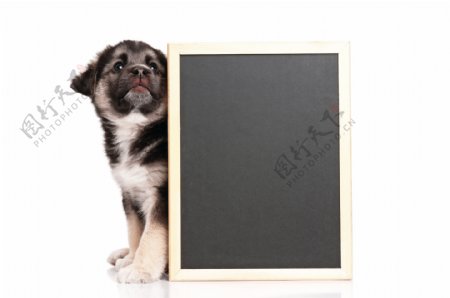 小狗与黑板图片