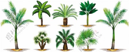 不同类型的棕榈树插图