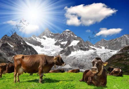 雪山牧场上的牛群图片