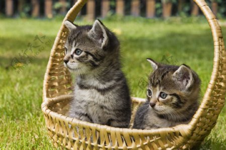 篮子里的可爱猫咪图片