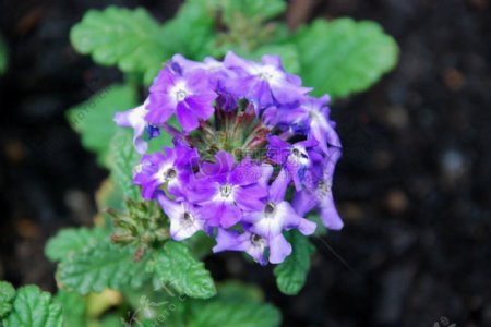 PurpleFlowers0526071.jpg