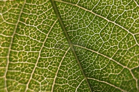 性质模式植物叶绿色收盘上涨生物