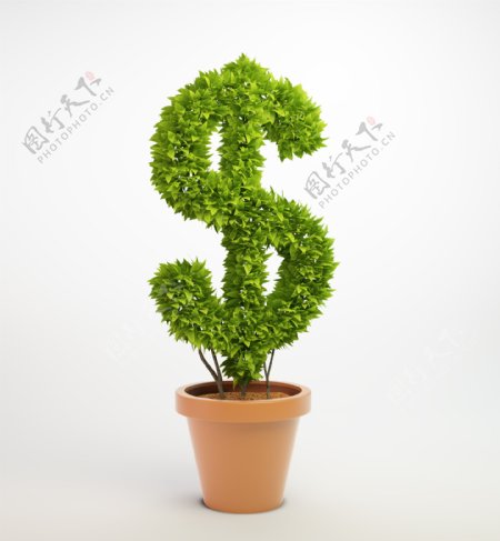 绿色美元符号盆栽图片