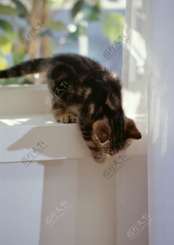 准备从窗台上跳下的猫图片