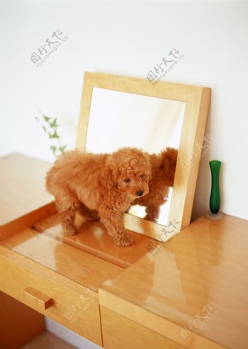 在化妆镜前面的小狗图片