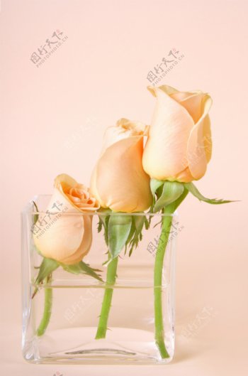 杯子里的玫瑰花朵