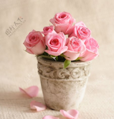 玫瑰花盆与花瓣