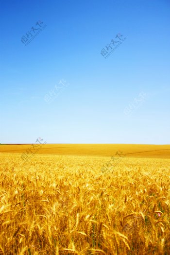 金黄麦田风景图片