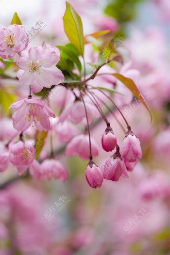 粉色樱花花苞特写图片图片