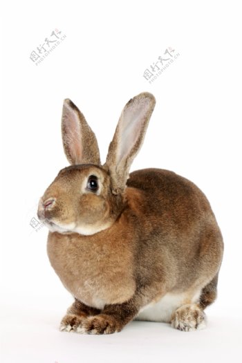 蹲着的黄褐色兔子图片