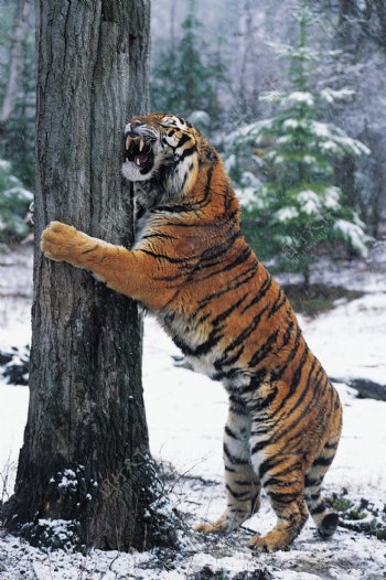 树林里的老虎图片