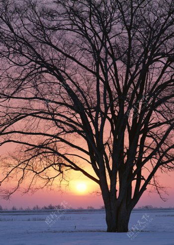 黄昏时的大树图片