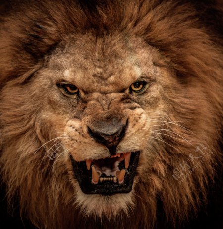 张大嘴狮子的头部图片