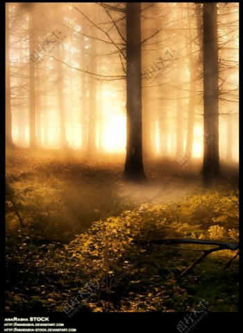 梦幻清晨树林风景图片