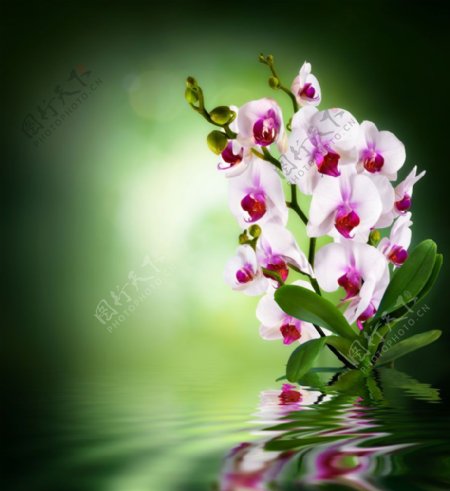 水面上的粉色蝴蝶兰图片