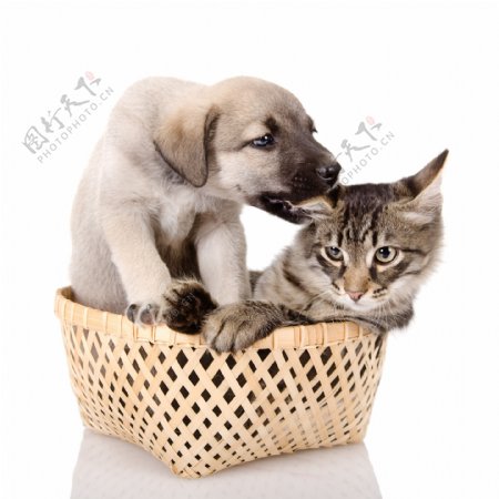 篮子里的小狗小猫咪高清图片