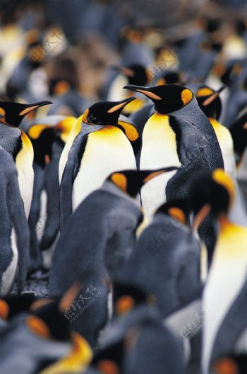 南极帝企鹅高清图片