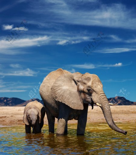 饮水大象图片