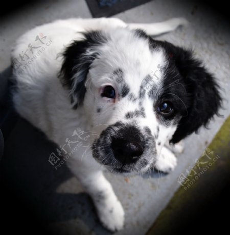 可爱黑白小狗图片