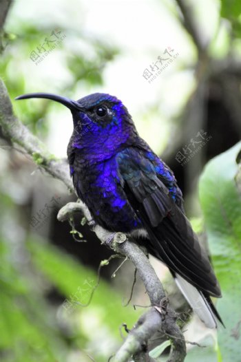 紫色蜂鸟高清图片