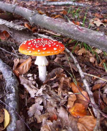 红色毒蝇伞毒蘑菇