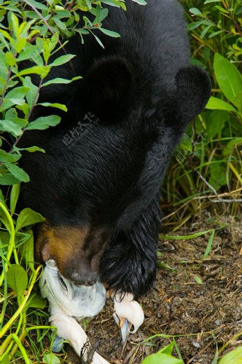 吃鱼的黑熊高清图片