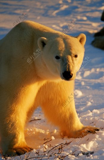 北极熊高清摄影图