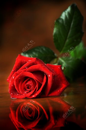玫瑰花摄影素材图片