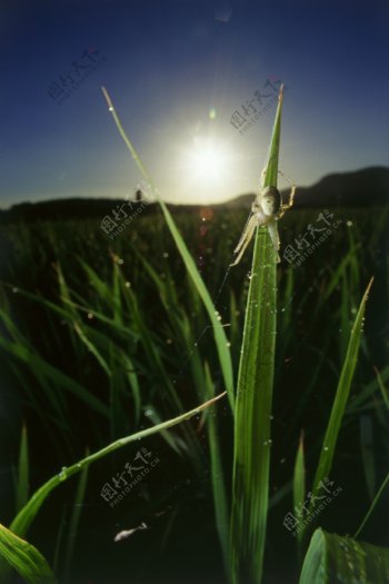稻田里的蜘蛛