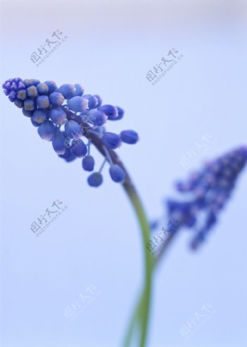 蓝色紫槐花图片