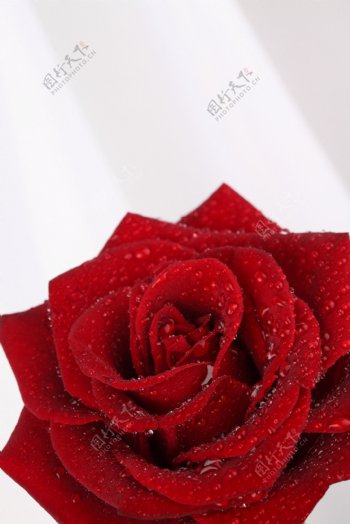 鲜艳美丽的玫瑰花