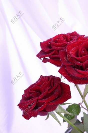 三朵艳丽的玫瑰花