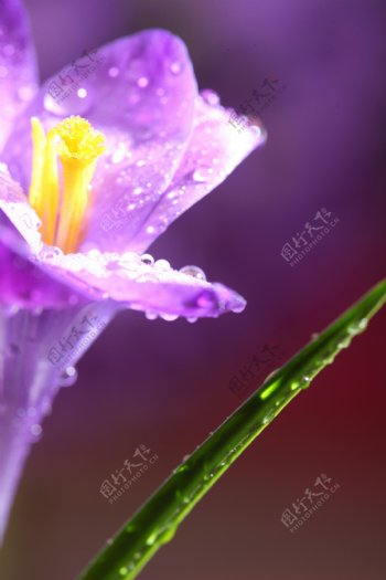 有水珠的紫色花朵