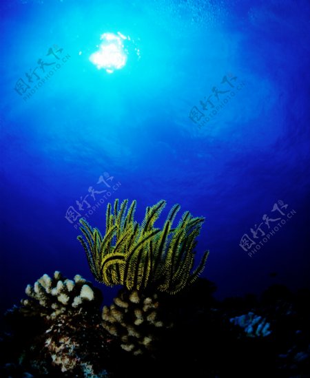 海底植物摄影图片
