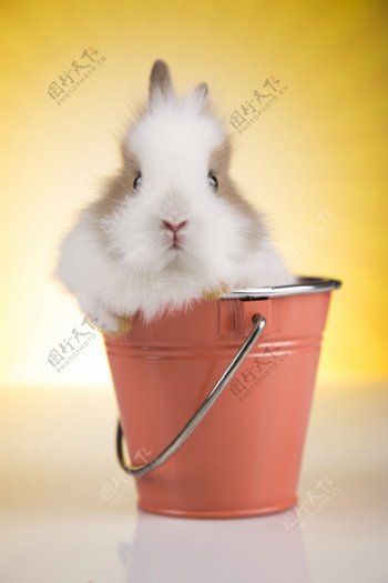 坐在铁桶上的兔子
