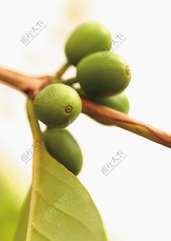 树枝上绿色咖啡豆图片