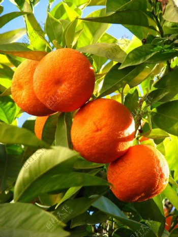 枝头上新鲜的橙子图片