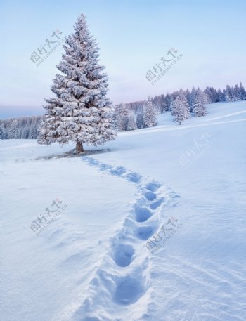 雪地上的植物与脚印摄影图片