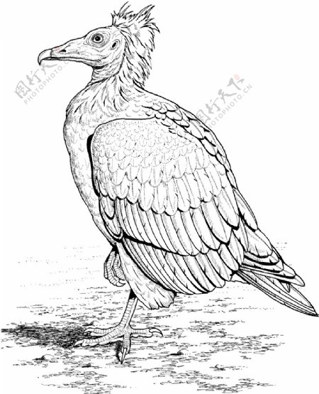 鹰鸟类素描动物素描