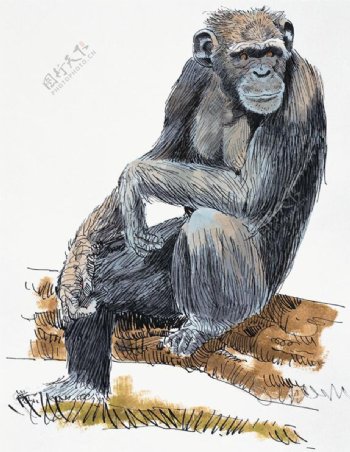 猩猩灵长动物动物插图32