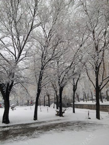 初冬雪后的树图片