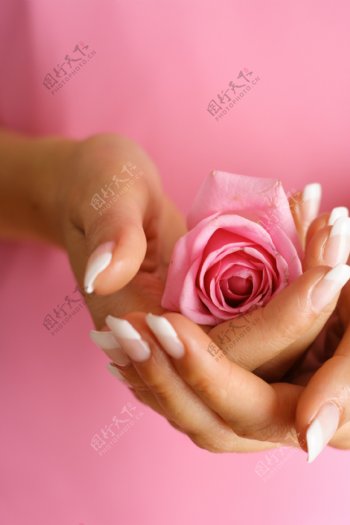 双手捧着的玫瑰鲜花