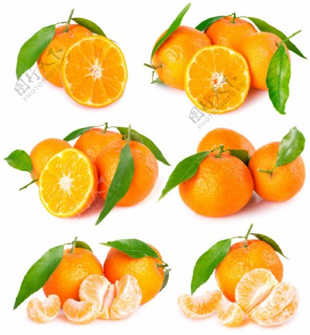 橙子橘子摄影素材图片