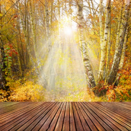 洒进枫树林的阳光木板背景图片