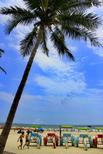 银滩棕榈树图片