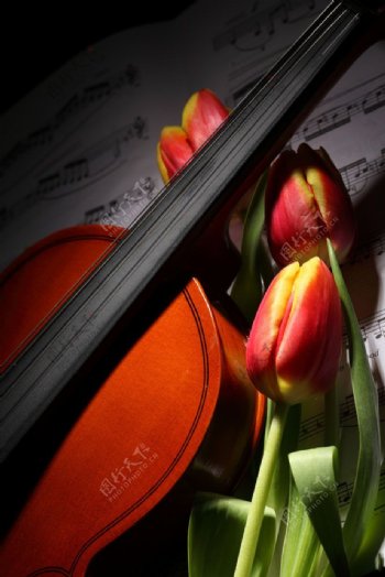 红色郁金香小提琴图片