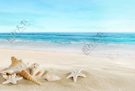 精美沙滩和贝壳高清图片下载
