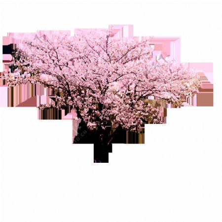 桃花树木园林景观素材