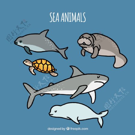 一组海洋生物动物